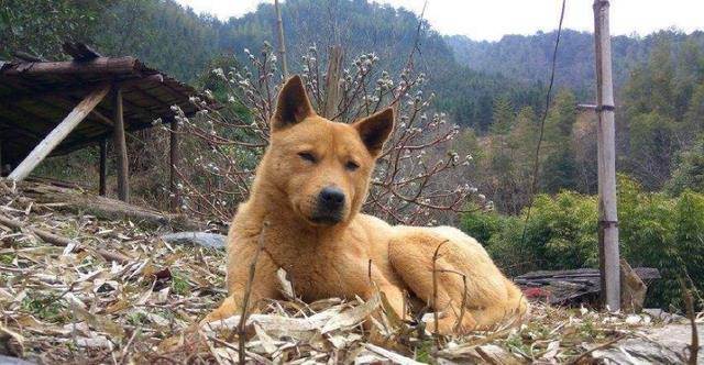 猎犬自是山上丧归根到底终须离是什么生肖,警惕虚假宣传、全面解答、全面解答解释落实