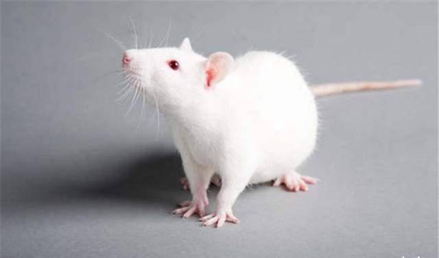 贼眉鼠眼打一正确生肖，详细解答、实证解答解释落实