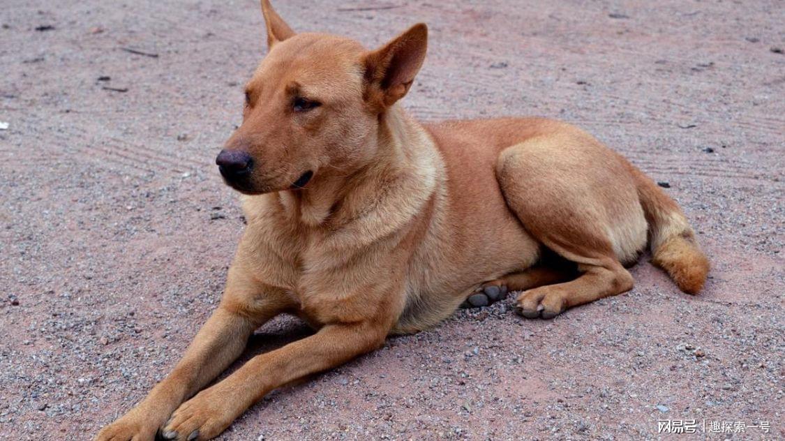 猎犬自是山上丧归根到底终须离是什么生肖,警惕虚假宣传、全面解答、全面解答解释落实