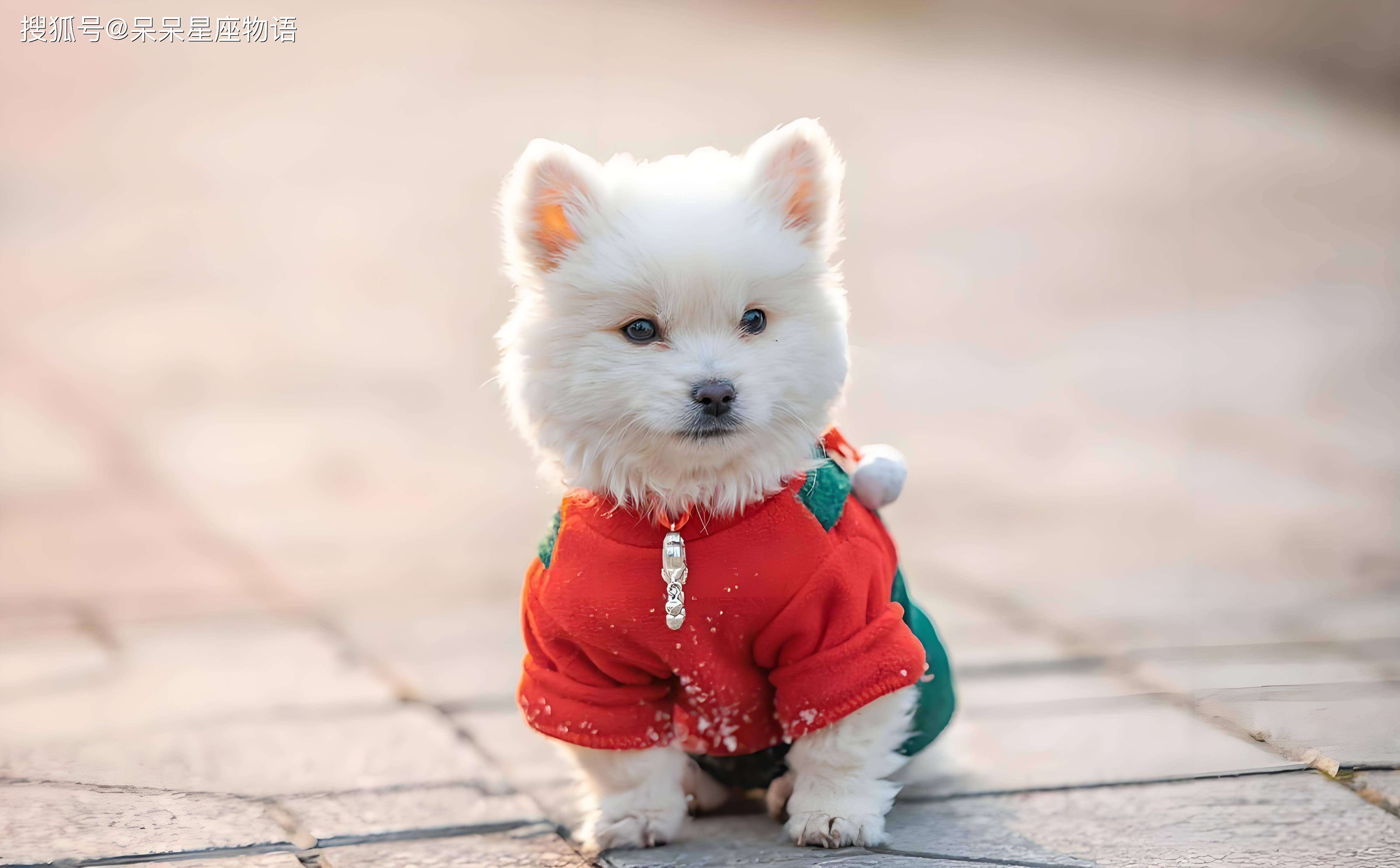 狗跑猪追勇向前日丽华夏彩满天打一最准生肖全面释义、构建解答解释落实