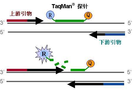 空有前景宁可作罢须知望山跑死马打一精准生肖的警惕虚假宣传-全面释义、定量解答解释落实