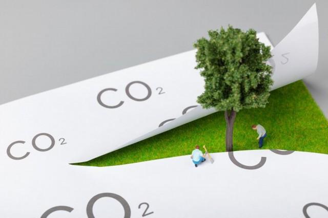 蹋枝小鹊娇犹颤打生肖的全面释义、解释与落实、构建解答解释落实